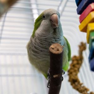 ZAZU, Adult Male unknown