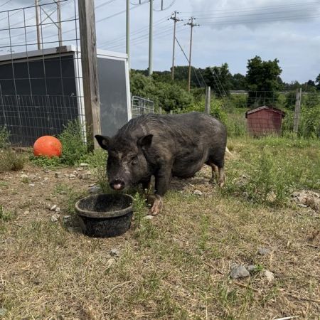 DUMPLIN, Young Female Pig