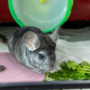 PARSLEY, Adult Male unknown
