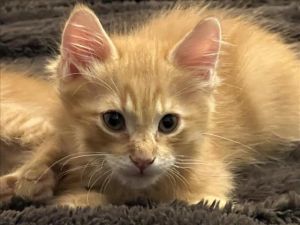 CHEEZ-IT Domestic Short Hair Cat