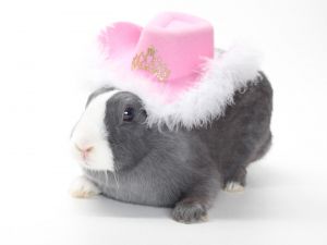 COWBOY HAT, Adult Female unknown