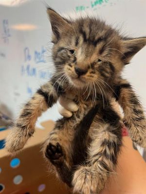 KIT KAT, Baby Male unknown