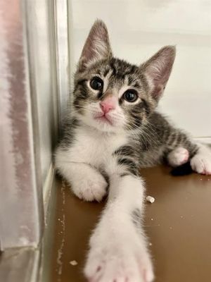 ALONZO Domestic Short Hair Cat