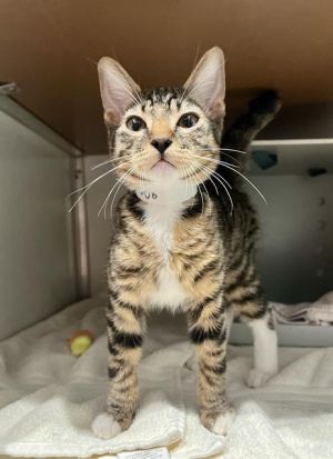 MANGO Domestic Short Hair Cat