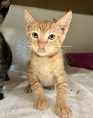 IGOR Domestic Short Hair Cat