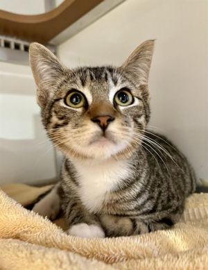 TOMMY PAW Domestic Short Hair Cat
