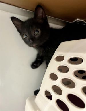 KARIM Domestic Short Hair Cat