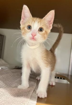 APPIUS Domestic Short Hair Cat