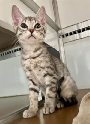 POUTINE Domestic Short Hair Cat