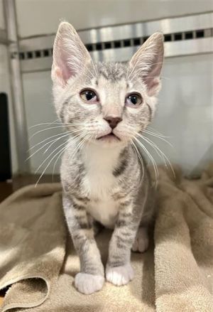 POGO Domestic Short Hair Cat