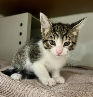 NANDA Domestic Short Hair Cat