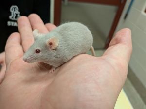 ASTROID, Adult Female unknown
