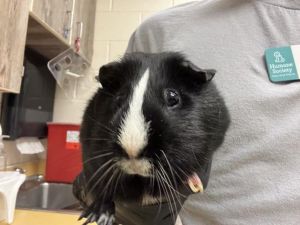 SKUNK, Adult Female unknown