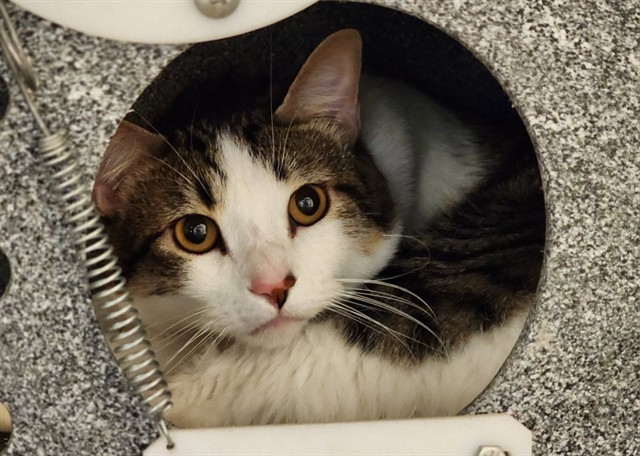 SKYE, an adoptable Domestic Short Hair in Colorado Springs, CO, 80905 | Photo Image 1