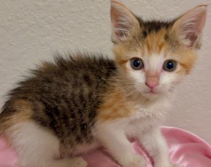 ELIZA, an adoptable Domestic Short Hair in Colorado Springs, CO, 80905 | Photo Image 1