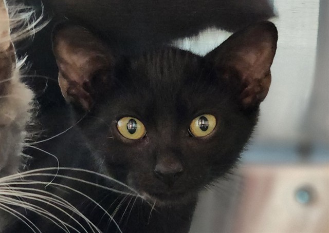 NIGHTINGALE, an adoptable Domestic Short Hair in Colorado Springs, CO, 80905 | Photo Image 1