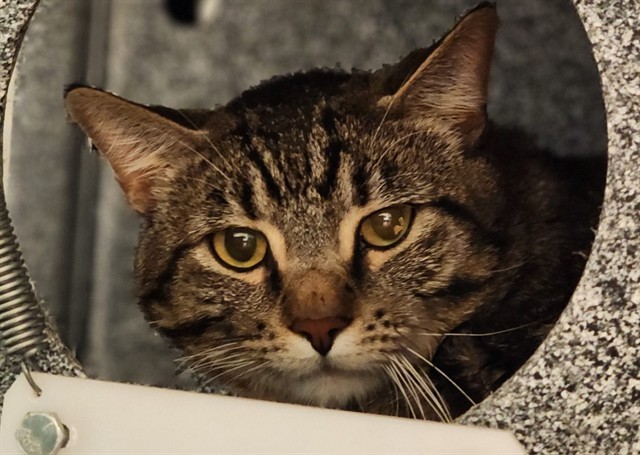 LEO, an adoptable Domestic Short Hair in Colorado Springs, CO, 80905 | Photo Image 1