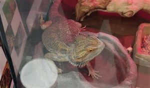 MUSHU, Adult Female unknown