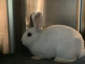 BUN BUN, Adult Male unknown
