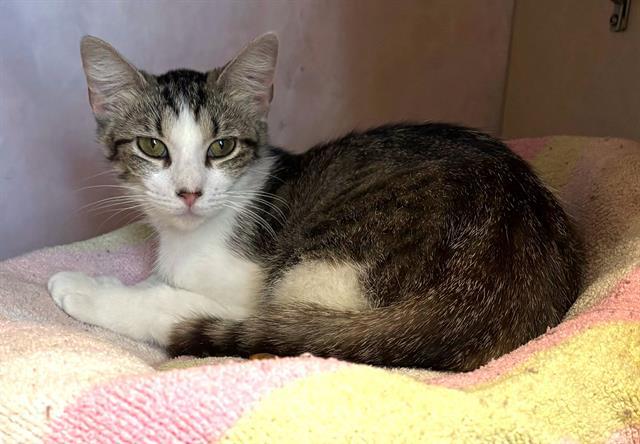 CALLIOPE, an adoptable Domestic Short Hair in Frisco, CO, 80443 | Photo Image 1