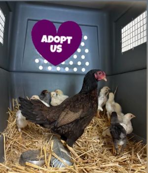 CHICK 12, Adult Unknown unknown