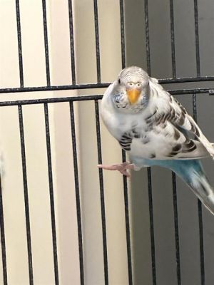 TAWNI*, Adult Unknown unknown