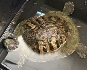 KOOPA, Adult Female unknown