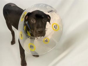 I was transferred to the Humane Society of Broward County from the local animal control My leg was 
