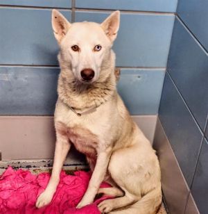 APHRODITE Siberian Husky Dog