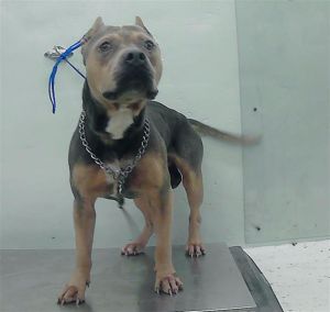 NITRO American Staffordshire Terrier Dog