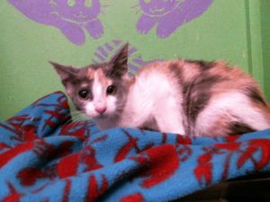 PAWDREY HEPBURN Domestic Short Hair Cat