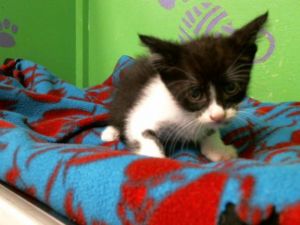 SPIKE Domestic Short Hair Cat