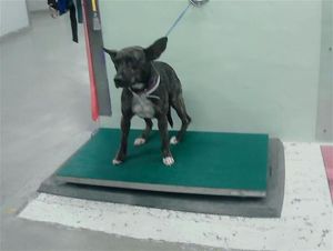BIANCA Staffordshire Bull Terrier Dog