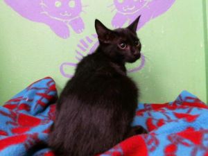 PURRCILLA PRESLEY Domestic Short Hair Cat