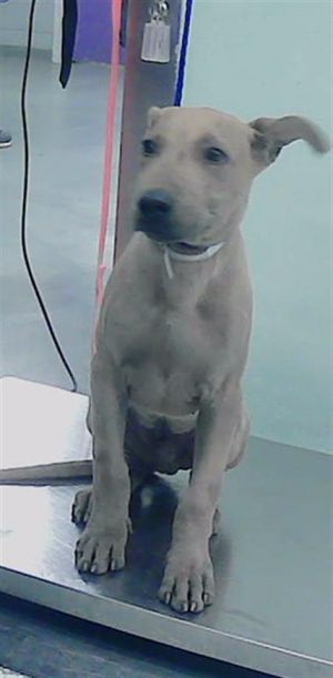 PACO Staffordshire Bull Terrier Dog
