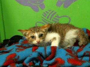 TROUT Domestic Short Hair Cat