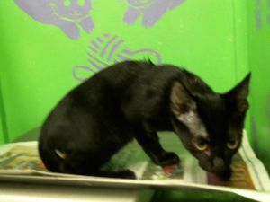 ROXANNE Domestic Short Hair Cat