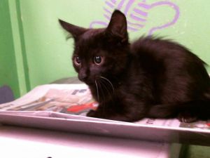 CYRUS Domestic Medium Hair Cat