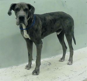 ROCKO Great Dane Dog
