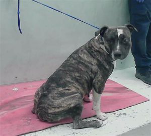 BUBBLES American Staffordshire Terrier Dog