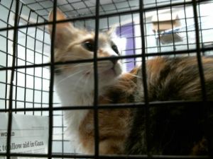 A2023092 Domestic Long Hair Cat