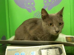 A2023128 Domestic Medium Hair Cat