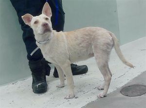 A2022654 American Staffordshire Terrier Dog