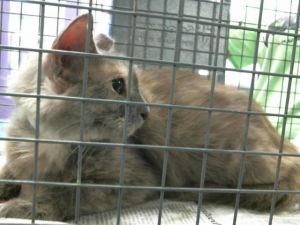 VANESSA Domestic Short Hair Cat