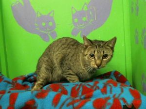 LUNA Domestic Short Hair Cat