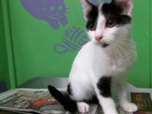 CLINT EASTWOOD Domestic Short Hair Cat