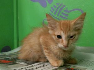 SHARONA Domestic Short Hair Cat