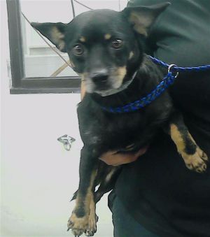 A2022648 Chihuahua Dog