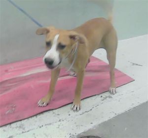 A2022667 American Staffordshire Terrier Dog