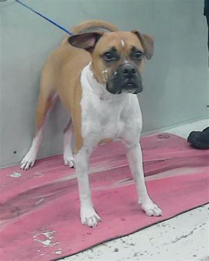 ZULU Boxer Dog